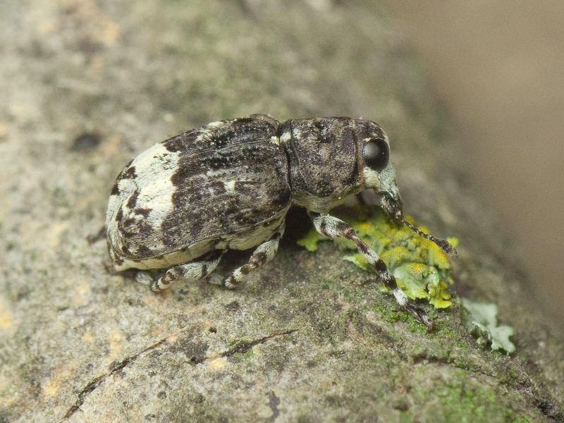 Tropideres albirostris (Herbst, 1783)